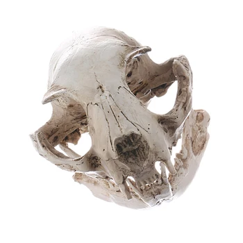 Cat Realist Craniu Replica De Predare Model De Schelet Ornamente